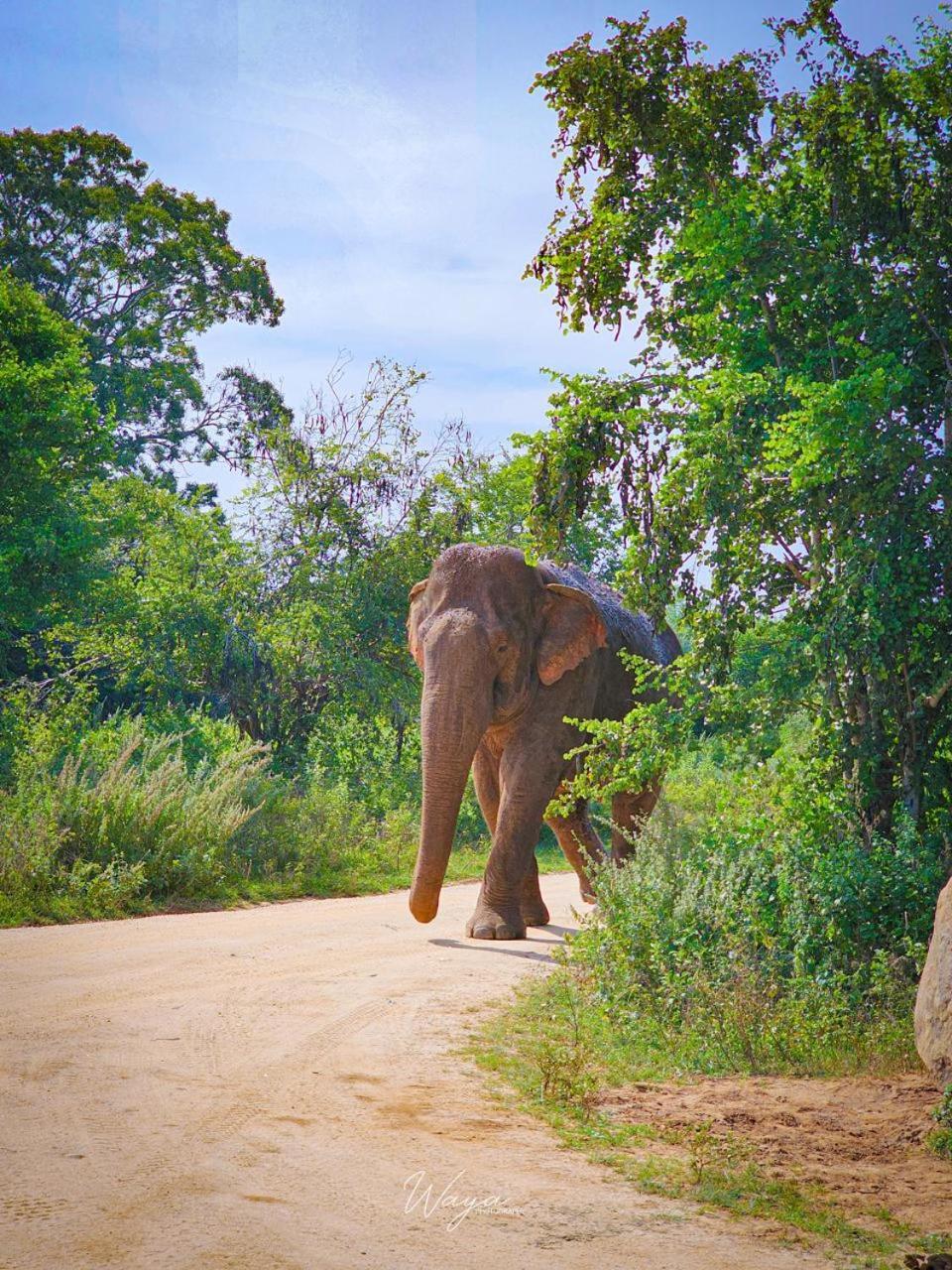 Maka Safari Village Resort Udawalawe Buitenkant foto